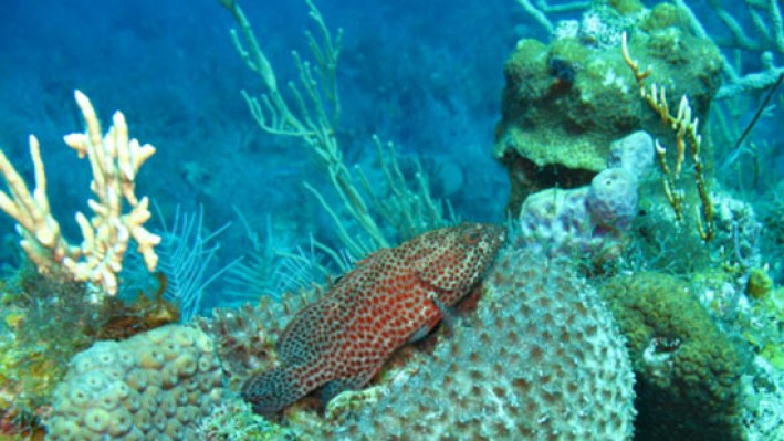 Groupers (1) - copia_371